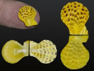Seashell Laevichlamys Rubromaculata Fantastic Yellow Specimen Rare 16.  3 Mm
