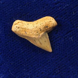 Rare Squalicorax Sp.  Fossil Cretaceous Crow Shark Tooth Russia