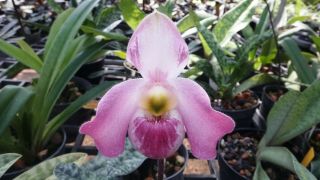 Paphiopedilum Vietnamense Orchid Plant Rare Species Bloomong Size