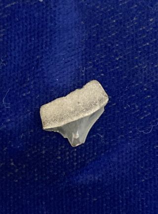 Rare Xiphodolamia Ensis Fossil Shark Tooth Belgium