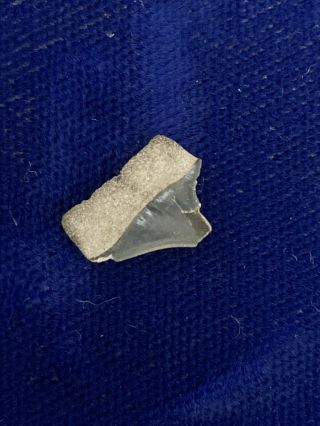 Rare Xiphodolamia Ensis Fossil Shark Tooth Belgium 2