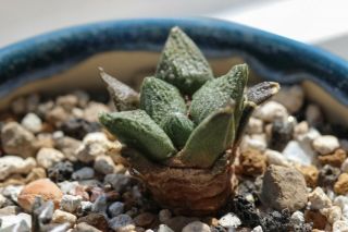 Ariocarpus Fissuratus Seedling - Own Roots - Rare Cactus Succulent
