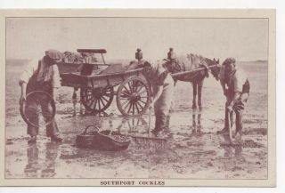 Rare Vintage Postcard,  Collecting Cockles,  Southport,  Lancashire,