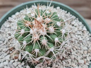Copiapoa Cinerascens Pk 1021 Pan De Azucar Rare Type On Roots Pot 8 Cm Cactus