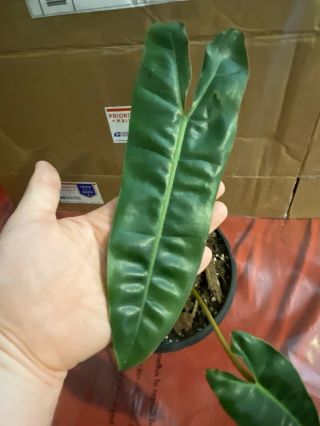 Philodendron Billietiae Rooted Plant (rare Aroid) - Heat Pack