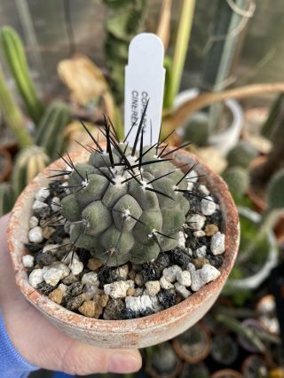 Copiapoa Cinerea Pristine Specimen Rare Cactus