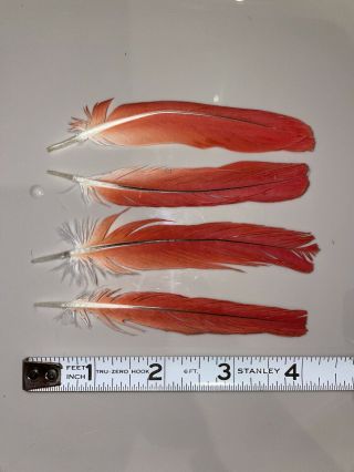 Red Tail Feathers Craft Art Fly Fishing Rare 4pc Parrot Congo African Grey A4