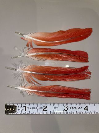 Red Tail Feathers Craft Art Fly Fishing Rare 4pc Parrot Congo African Grey A4 2
