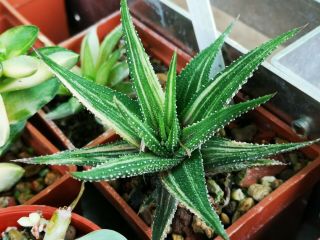 Haworthia Attenuata F.  Variegata,  Rare Variegated,  No Truncata,  Aloe