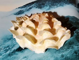 Rare Natural Clam Shell Sea Shell Tridacna Gigas 5 " Wide Fluted Seashell Beach