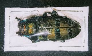 Cerambycidae Diastocera Sp 30mm A1 From Borneo,  Sabah - Very Rare