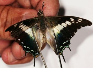 Butterflie Charaxes Achaemenes Atlantica Rare From Cameroon
