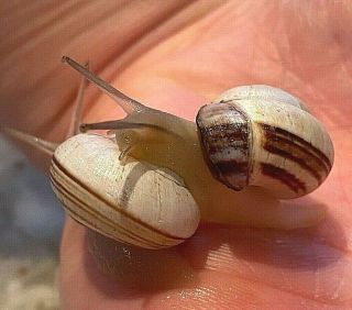 (2) Rare Brown Striped Live White Land Snails,  Gifts