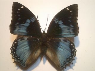 Real Insect/butterfly/moth Set/spread B6787 Rare Lge.  Blue Charaxes Smaragdalis