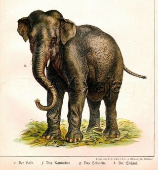 Elephant,  Hand - Colored Antique Engraving C1775 (250,  Years Old)