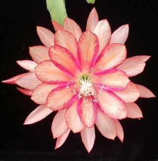Epiphyllum ' Hard To Believe ' - Rare Orchid Cactus - Blooms 2