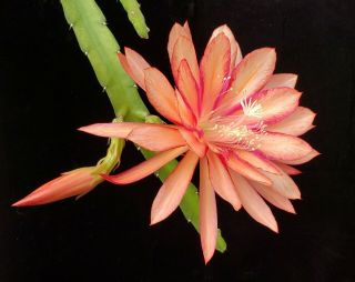 Epiphyllum ' Hard To Believe ' - Rare Orchid Cactus - Blooms 3