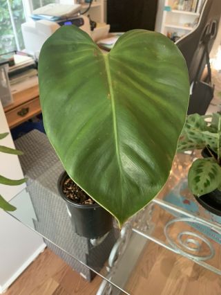 Extremely Rare Philodendron Lynamii