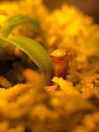 Nepenthes edwardsiana Marai Parai Seed Grown RARE Pitcher Plant 2