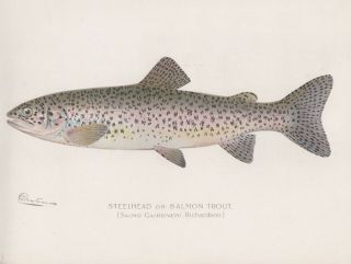 Antique Fish Print: Steelhead Trout Or Salmon By Sherman F.  Denton 1902