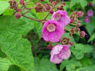 Rare Rubus Odoratus - - Flowering Raspberry,  Edible Fruits - - Bulk 50 Seeds