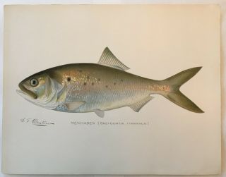 1903c Denton Menhaden Fish Print,  Old,  Lithograph,  York Litho Ny