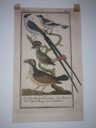 Antique Hand Colored Bird Engravings On Laid Paper 6.  75 X 4 "