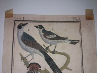 Antique Hand Colored Bird Engravings On Laid Paper 6.  75 X 4 