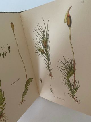 Rare First Edition King penguin A Book OF Mosses 1950 3