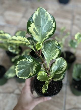 Peperomia Variegated Obtusifolia Live Plant Rare Houseplant