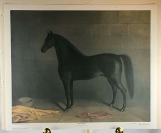 Morgan Horse - Black Hawk - Rare Signed And Numbered Limited Edition Lithograph