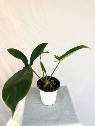 Rare Philodendron 69686 Aroid Plant Two Growth Points