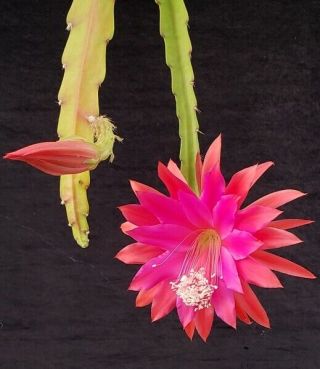 Epiphyllum (Unk ' King Arthur ') - Rare Orchid Cactus - Blooms 2