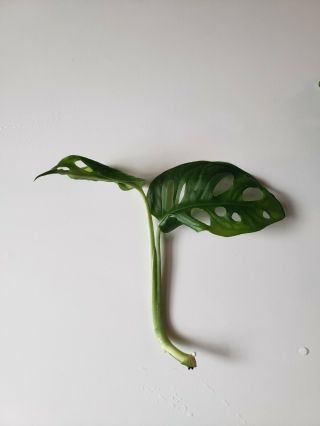 Rare Monstera Adansonii Rooted Cutting