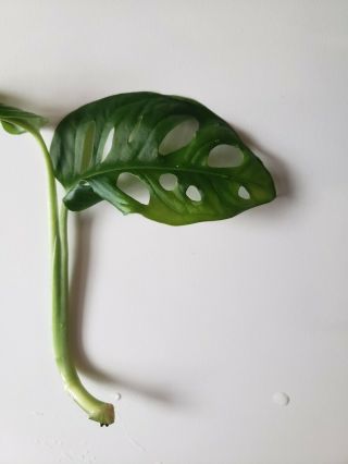 Rare Monstera Adansonii Rooted Cutting 2
