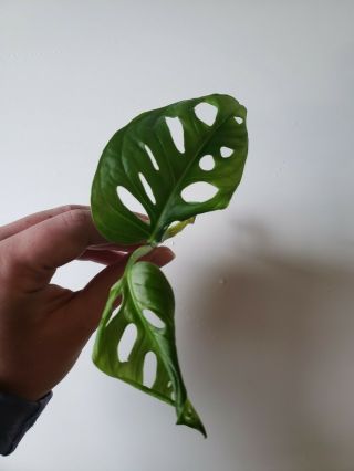 Rare Monstera Adansonii Rooted Cutting 3
