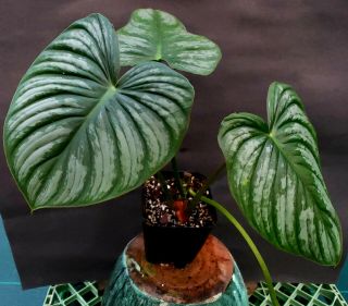 Philodendron Mamei.  Rare Aroid Species.  Well Rooted Top Cutting In A 4in Pot.