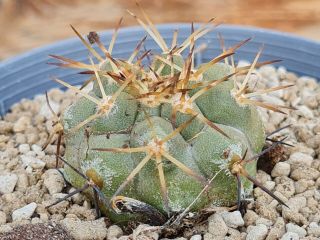 Copiapoa Cinerea Albispina Rare Type On Roots Pot 8 Cm Cactus