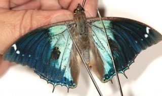 Butterflie Charaxes Bohemani Rare Male Green/blue Colour Form From Tanzania