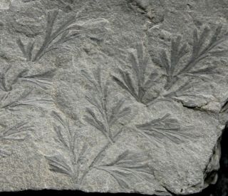 Rare Carboniferous Fossil Plant - Sphenopteris