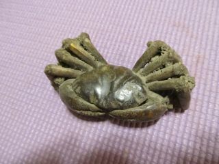 Crab Fossil Rare & 2
