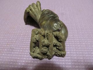 Crab Fossil Rare & 3