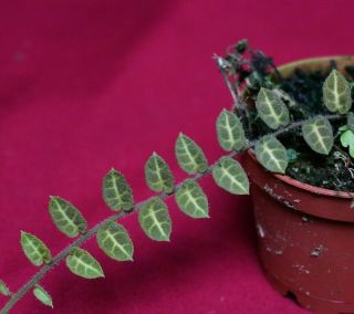 Solanum Species Rare Terrarium Plant Peperomia Piper Philodendron Marcgravia