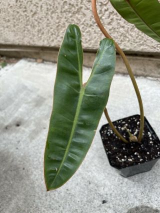 Philodendron Billietiae Rooted In 4” Pot (rare Aroid) - Usps Insured (f)