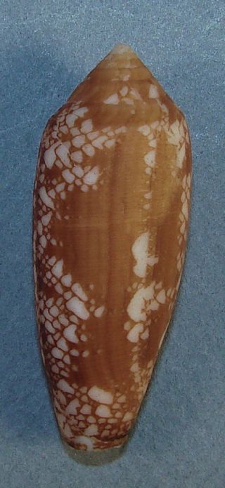 Conus Aulicus Gracianus 44.  83mm Choice Rare Specimen Anakao,  Madagascar