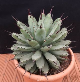 Agave Macroachantha Compact Form Rare On Roots L21cm Cactus Succulents