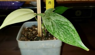 Philodendron Florida Ghost Healthy Specimen Rare Aroid Variegation