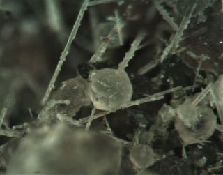 Leucite Apatite Rare Mineral Micromount From Austria