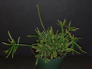 Rhipsalis Teres F.  Prismatica Rare Exotic Epiphyte Jungle Cactus