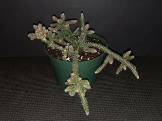 Rhipsalis Baccifera Subsp.  Horrida Rare Exotic Epiphyte Jungle Cactus